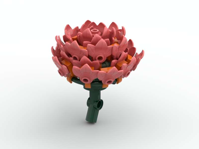 Aster Coral