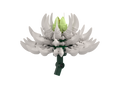 Chrysanthemum White
