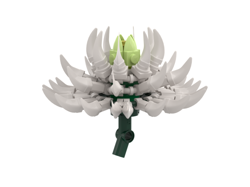 Chrysanthemum White
