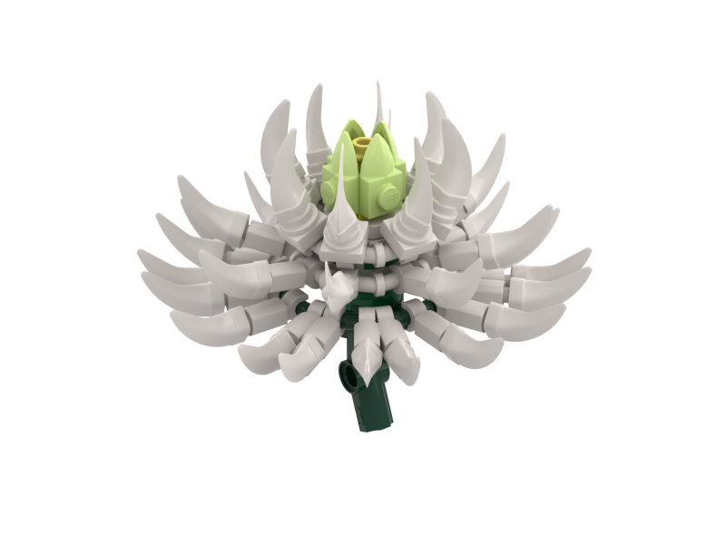 Chrysanthemum White